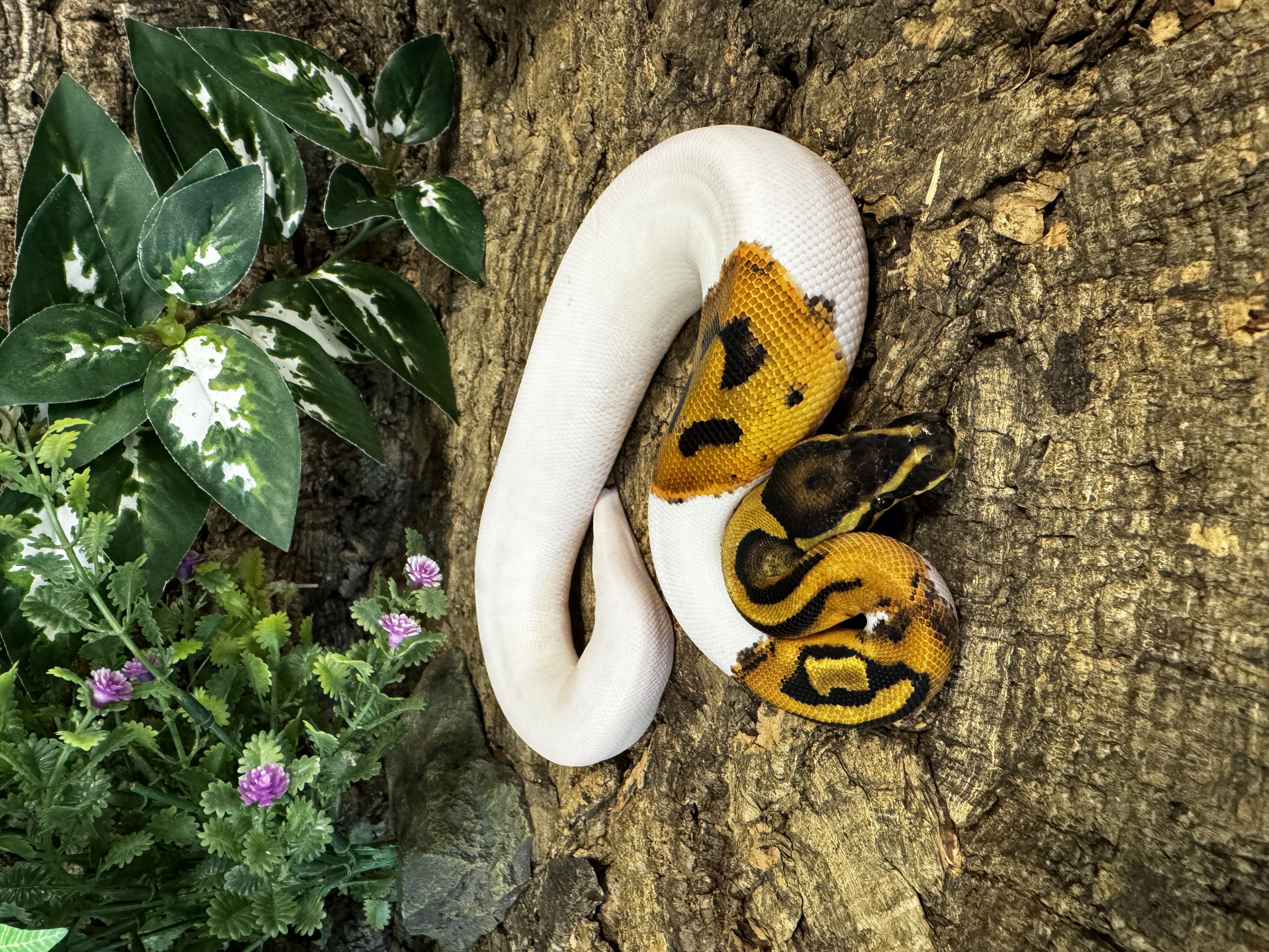 Python regius
