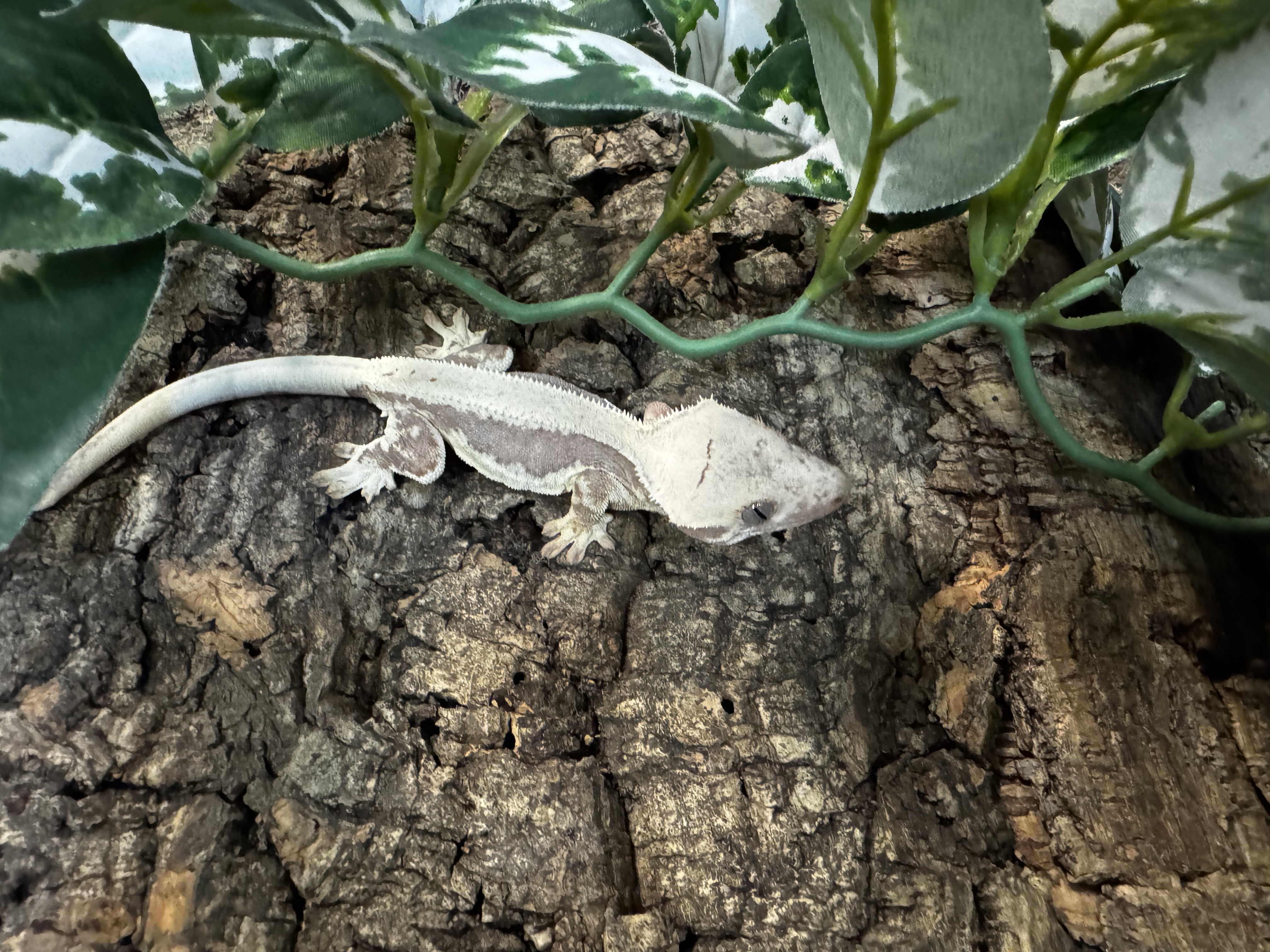 Correlophus ciliatus