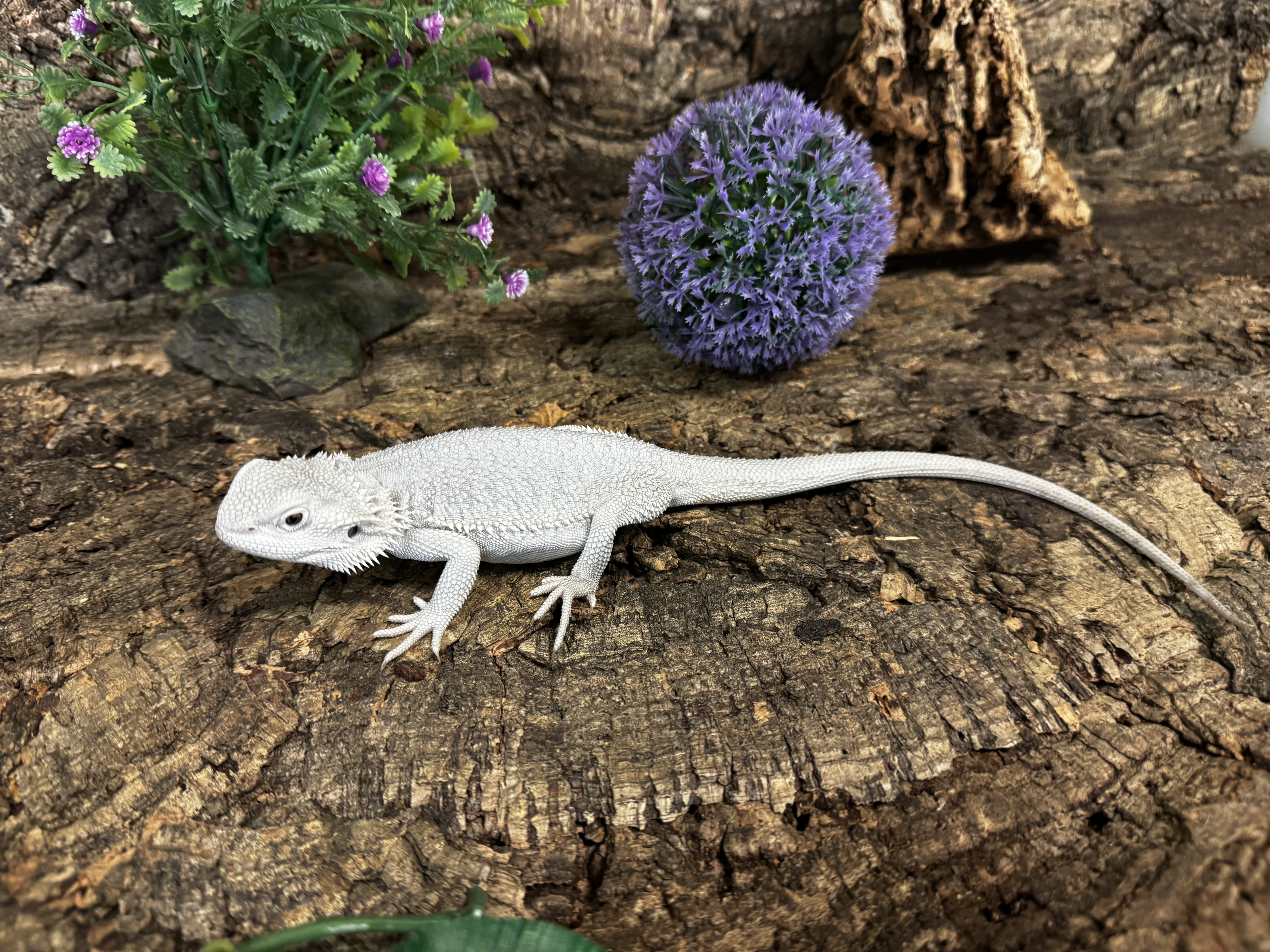 Pogona vitticeps