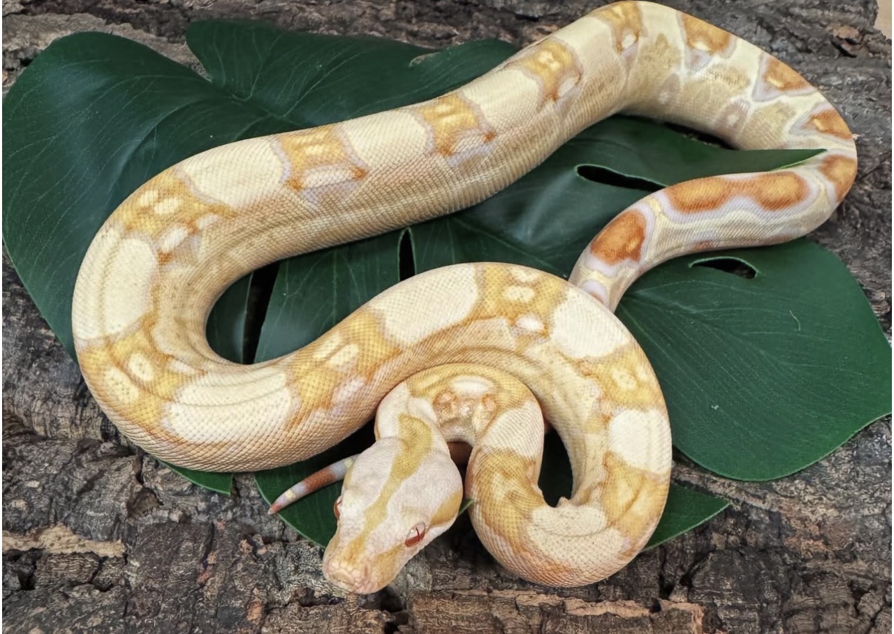 Boa constrictor imperator