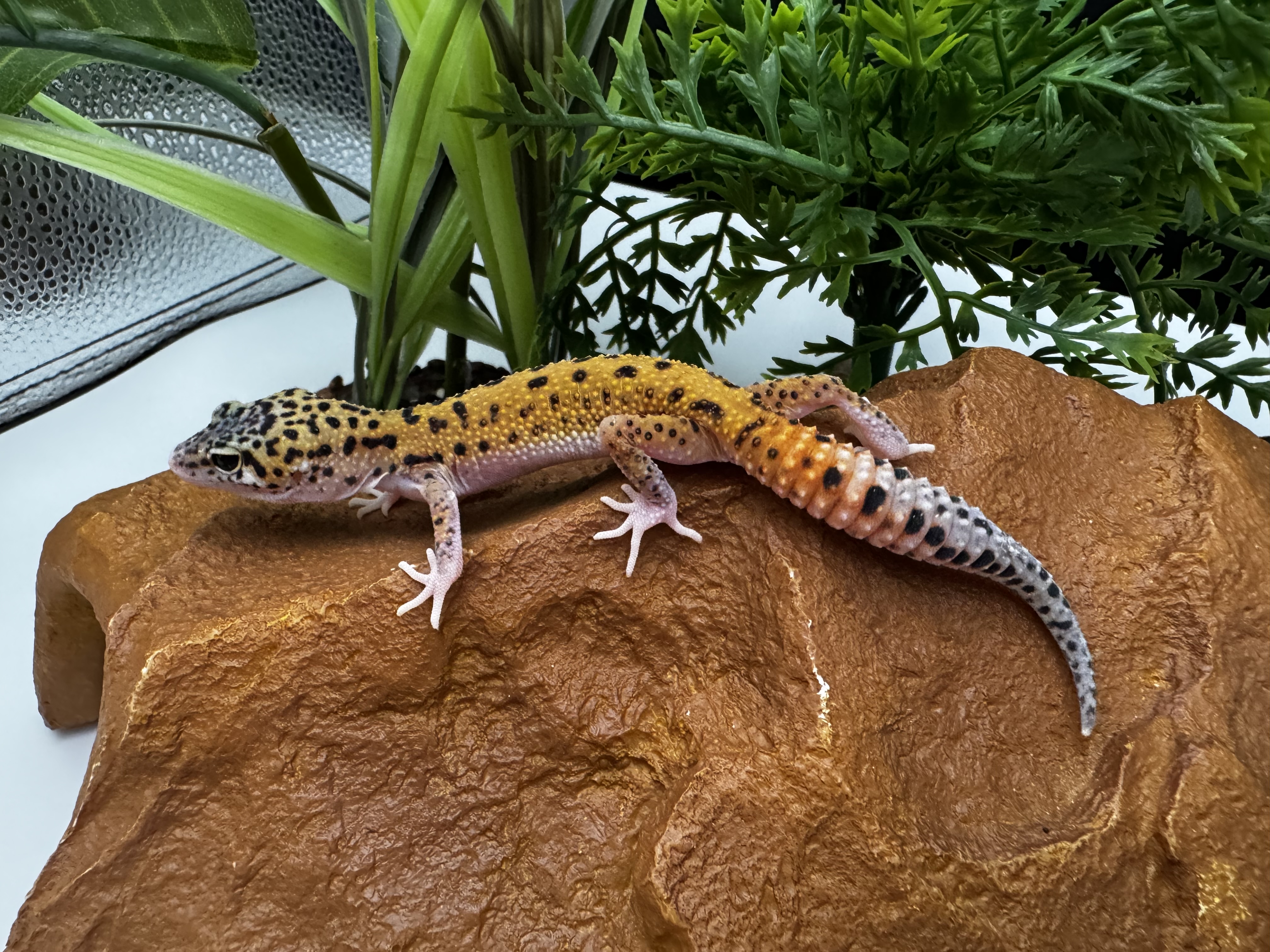 Eublepharis Macularius
