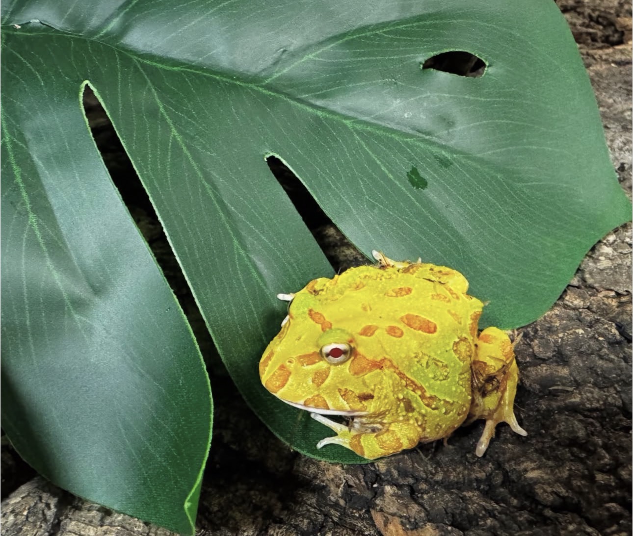Ceratophrys cranwelli