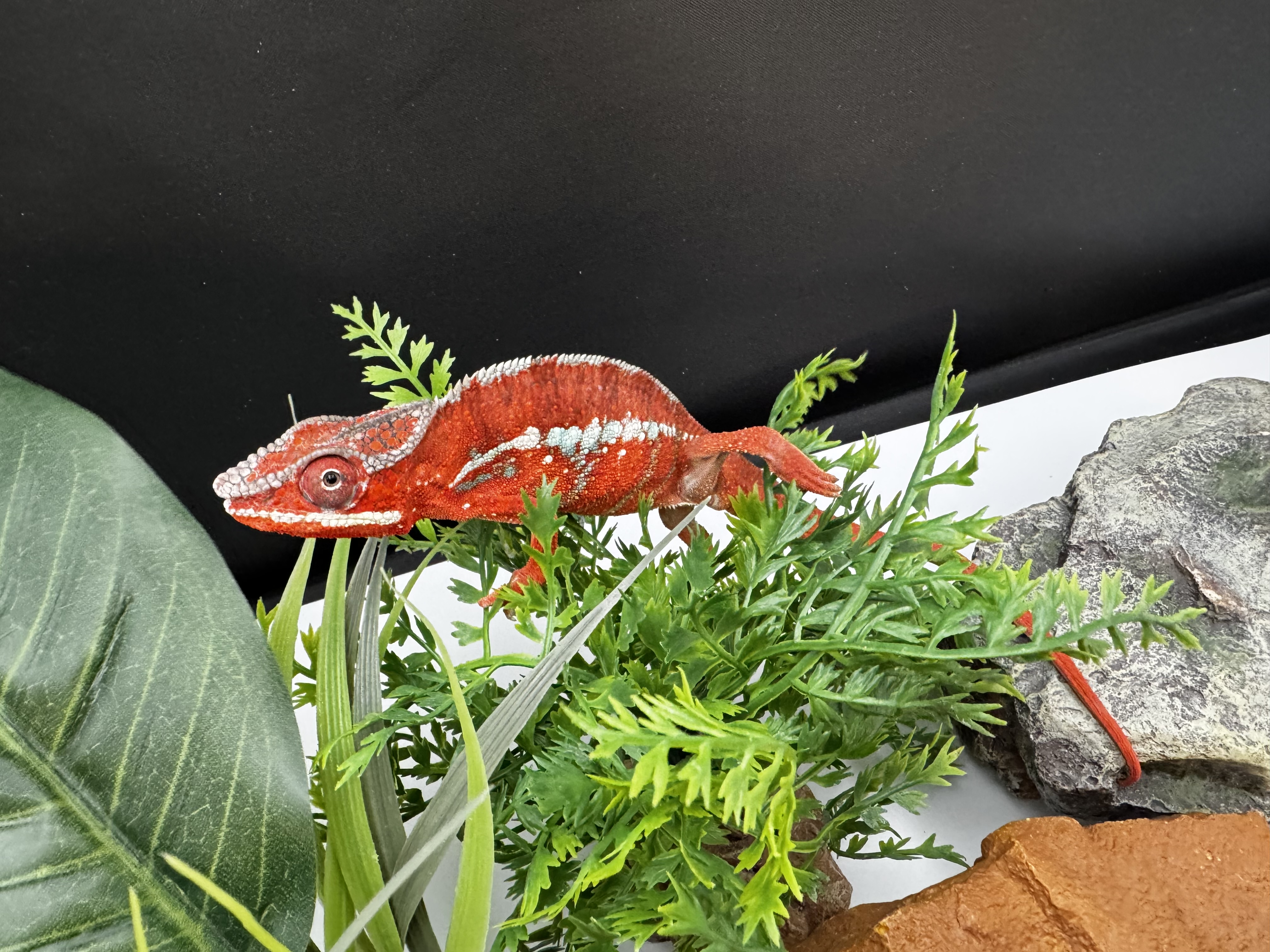FURCIFER PARDALIS