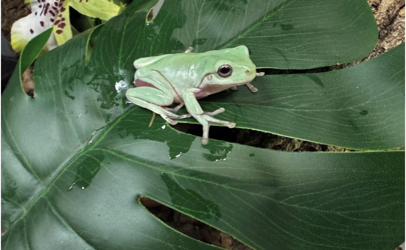 Litoria caerulea