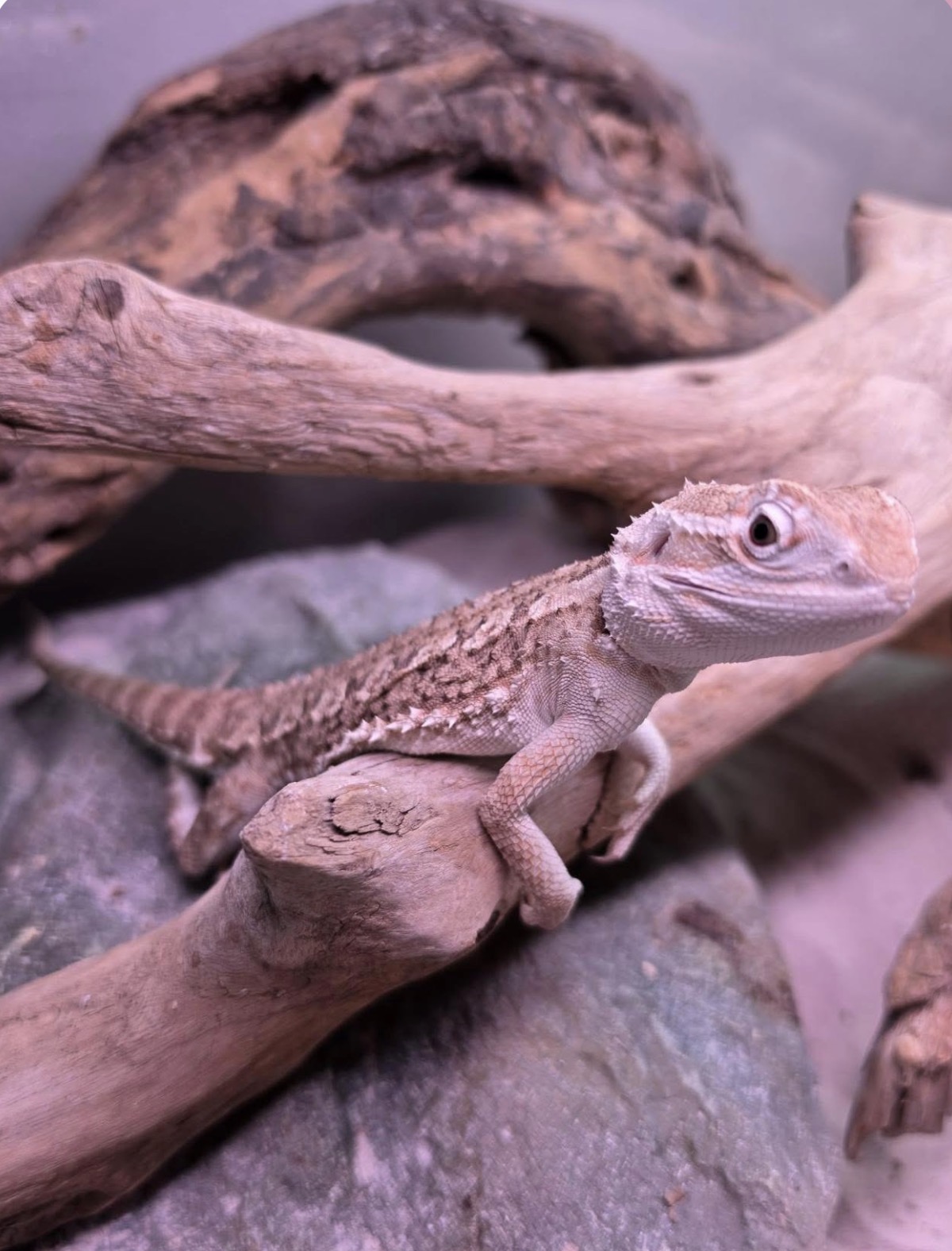 Pogona Henrylawsoni