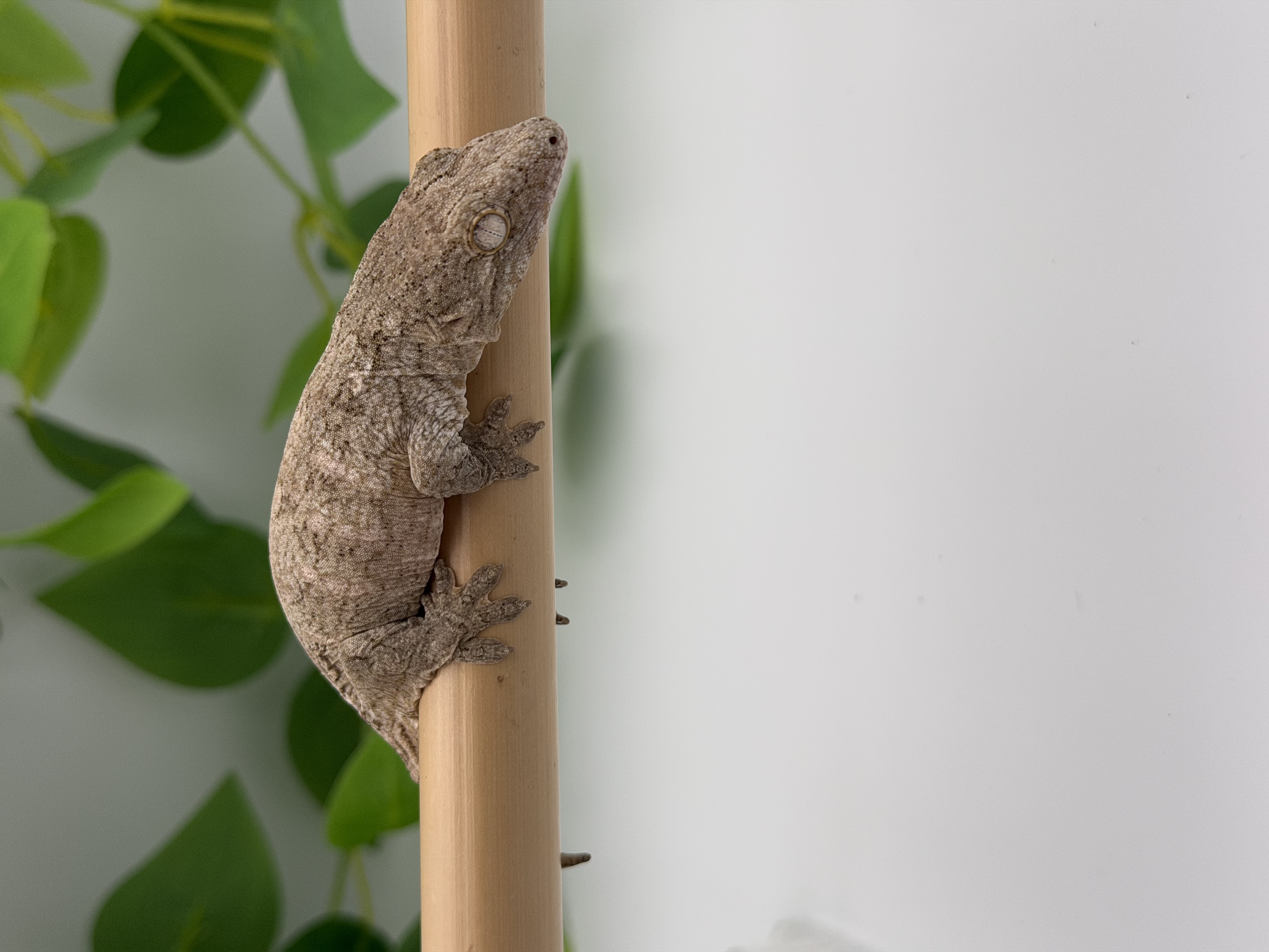 Rhacodactylus leachianus