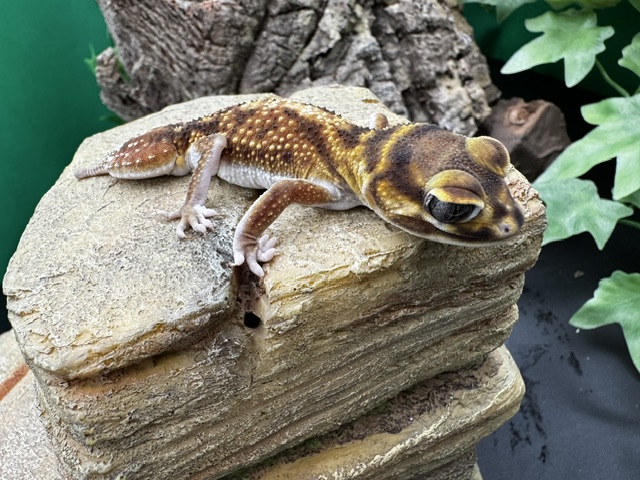 Nephrurus levis pilbarensis 