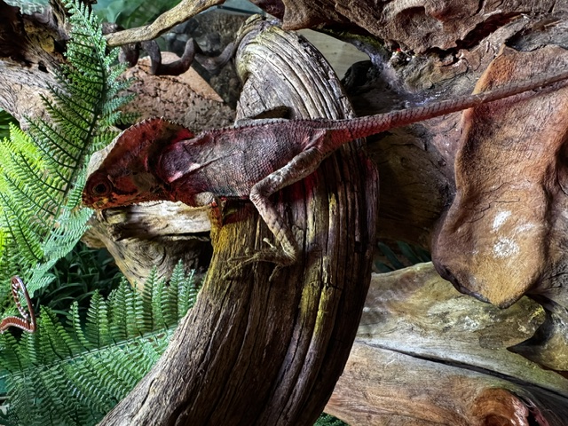 Corytophane Cristatus