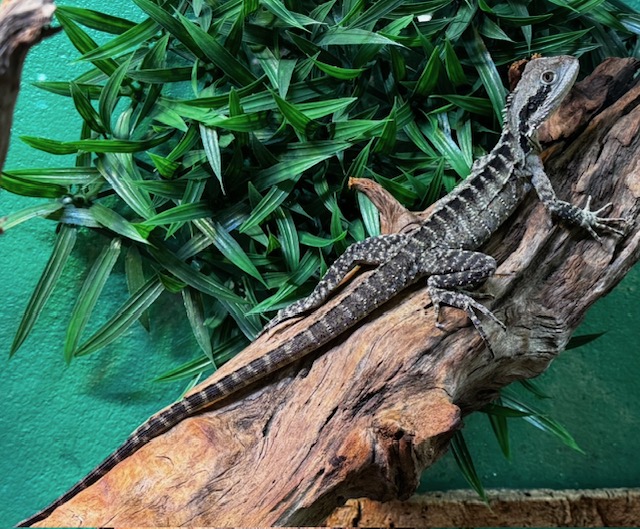 Intellagama ou physignatus lesueurii