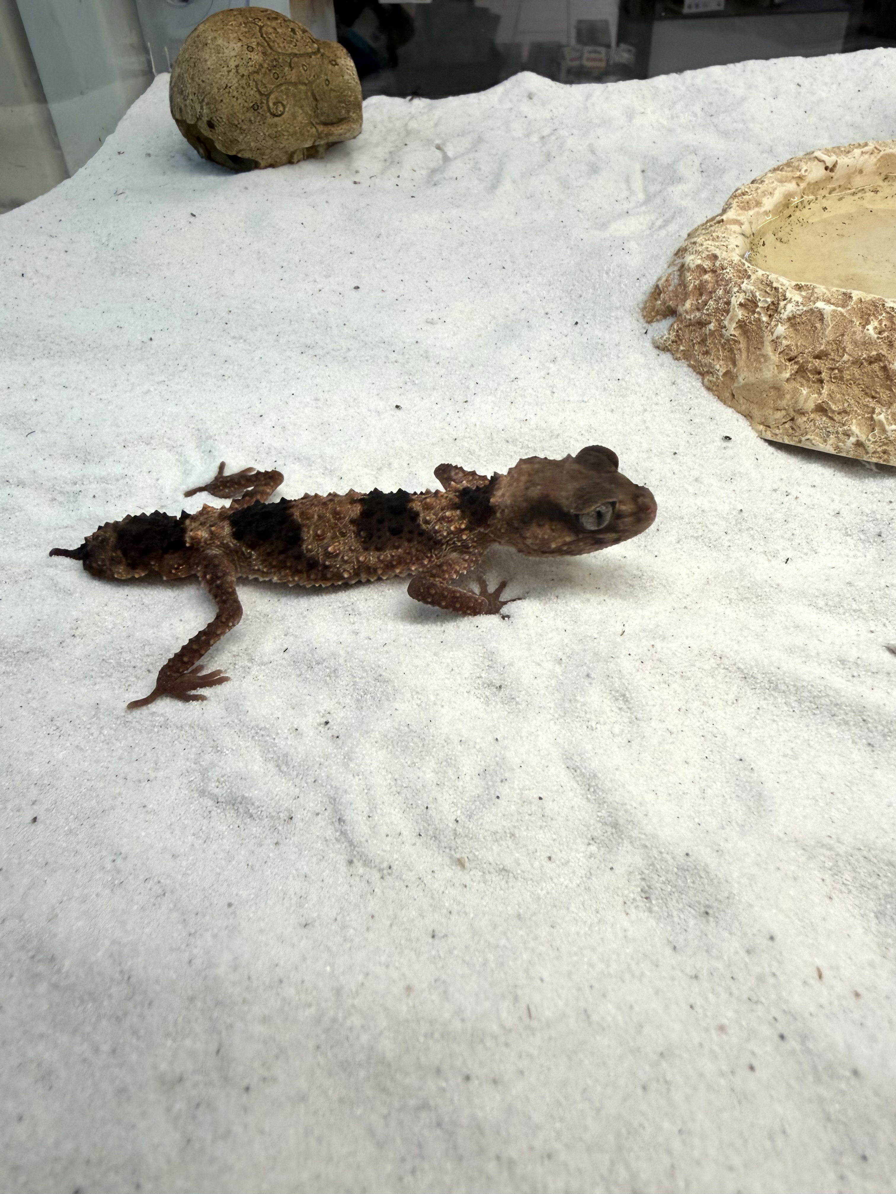 Nephrurus cinctus
