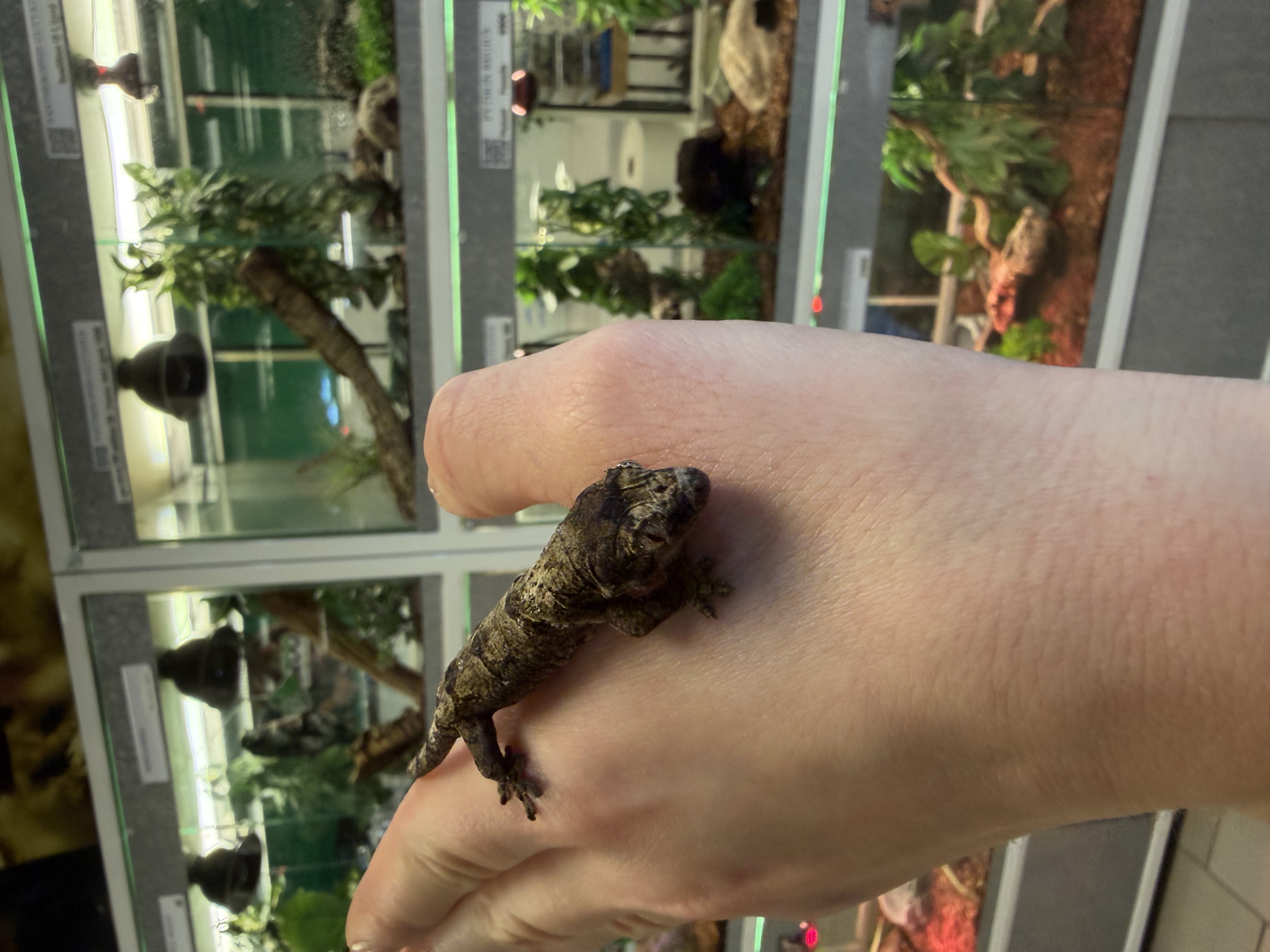 Mniarogekko chahoua