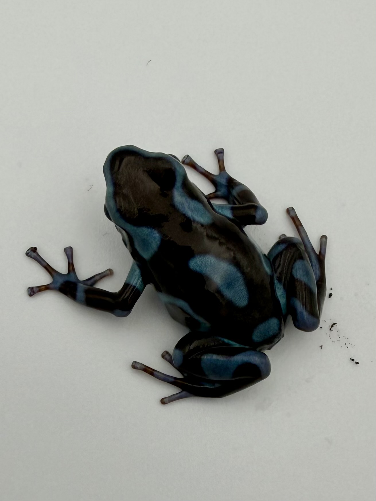 Dendrobates auratus "Blue"