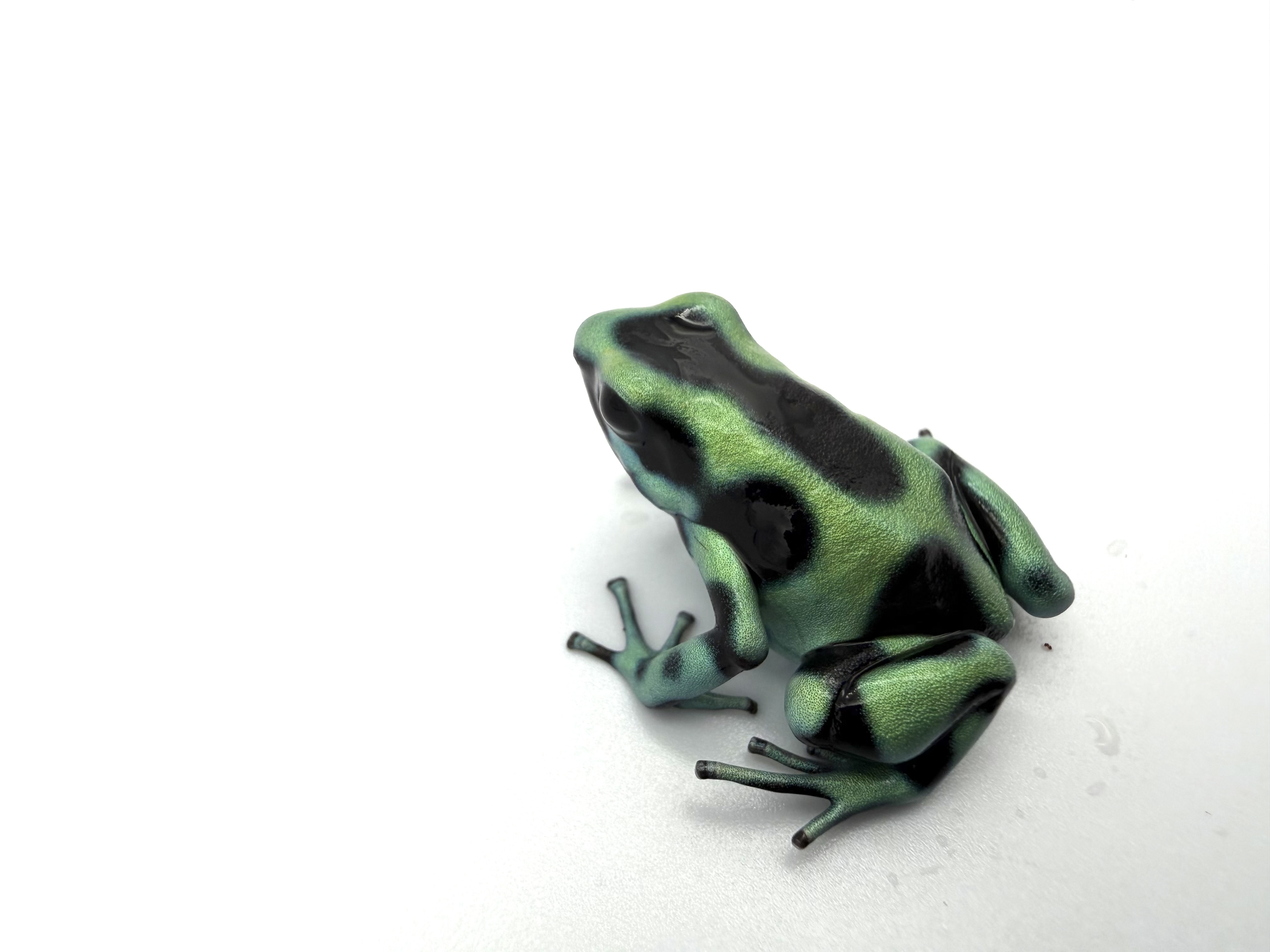 Dendrobates auratus "Cahuita"