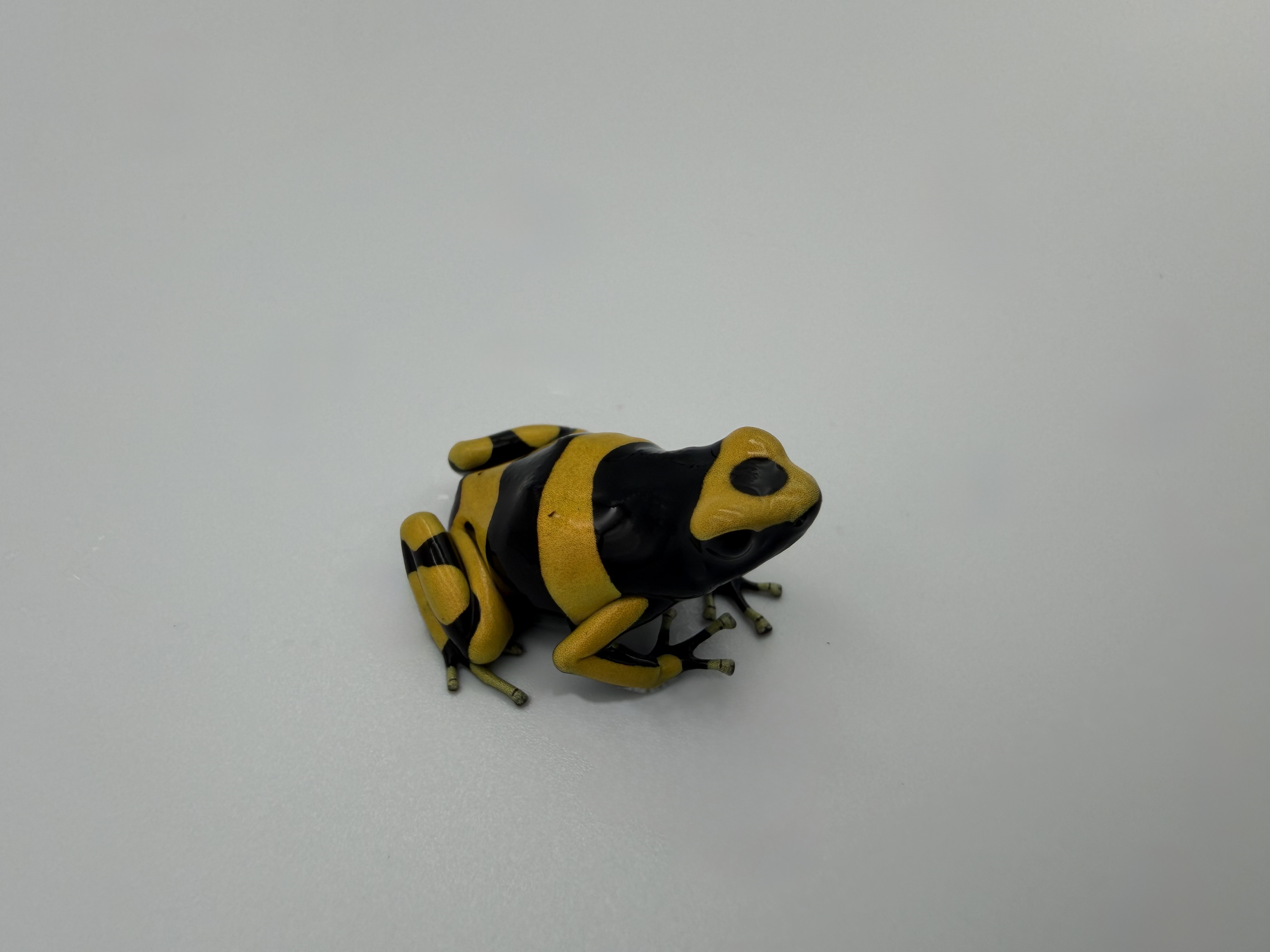 Dendrobates leucomelas 