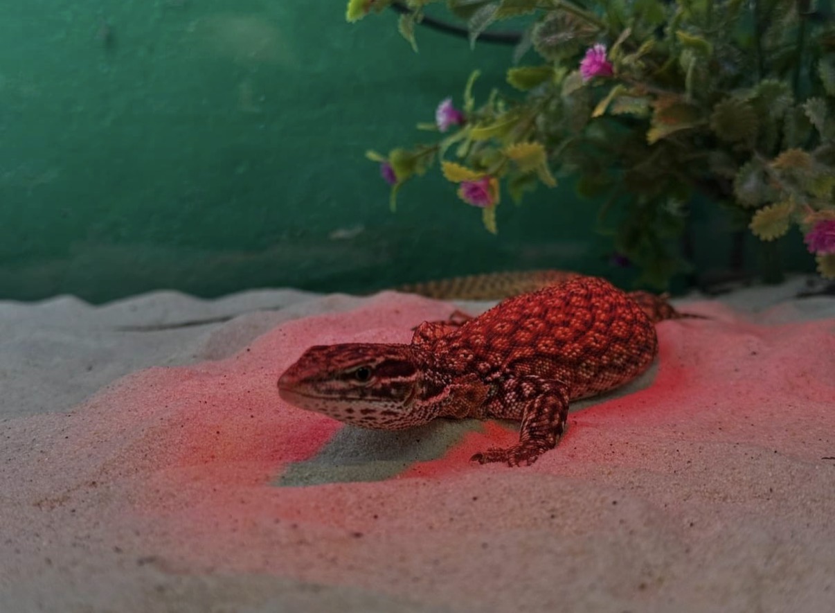 Varanus acanthurus