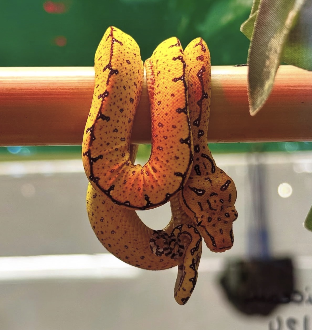 Serpents