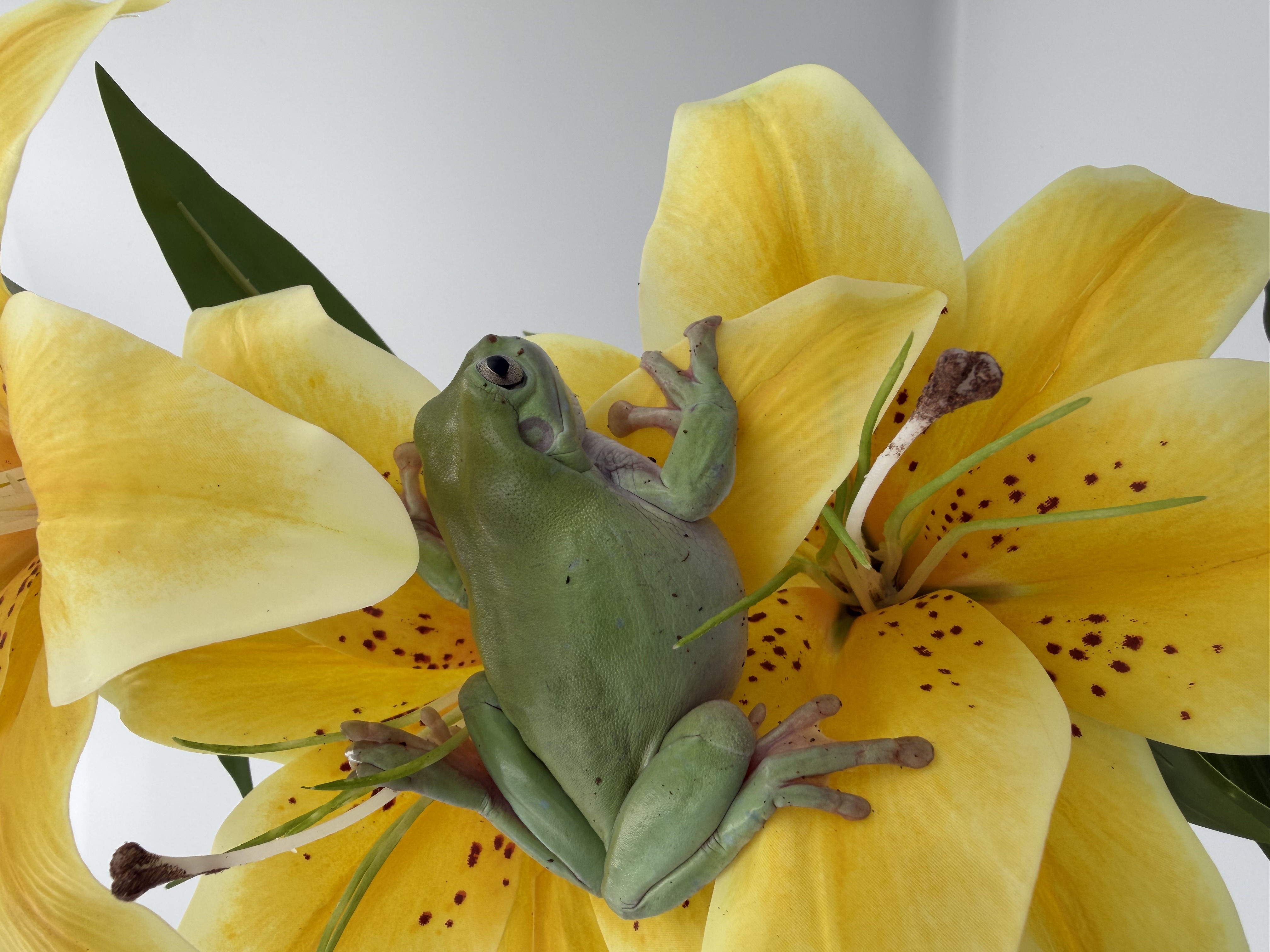 Grenouilles et crapauds 