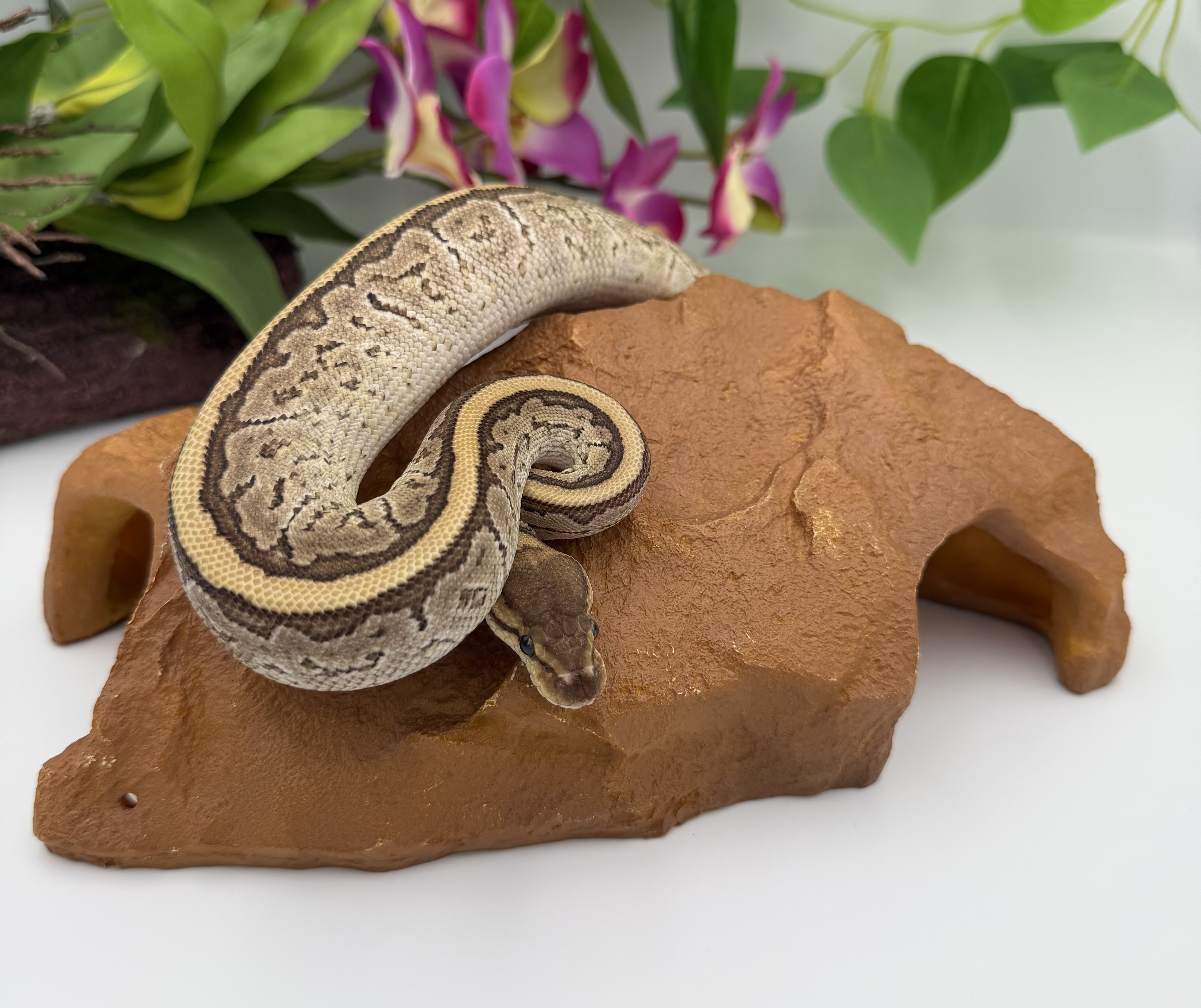 Pythons