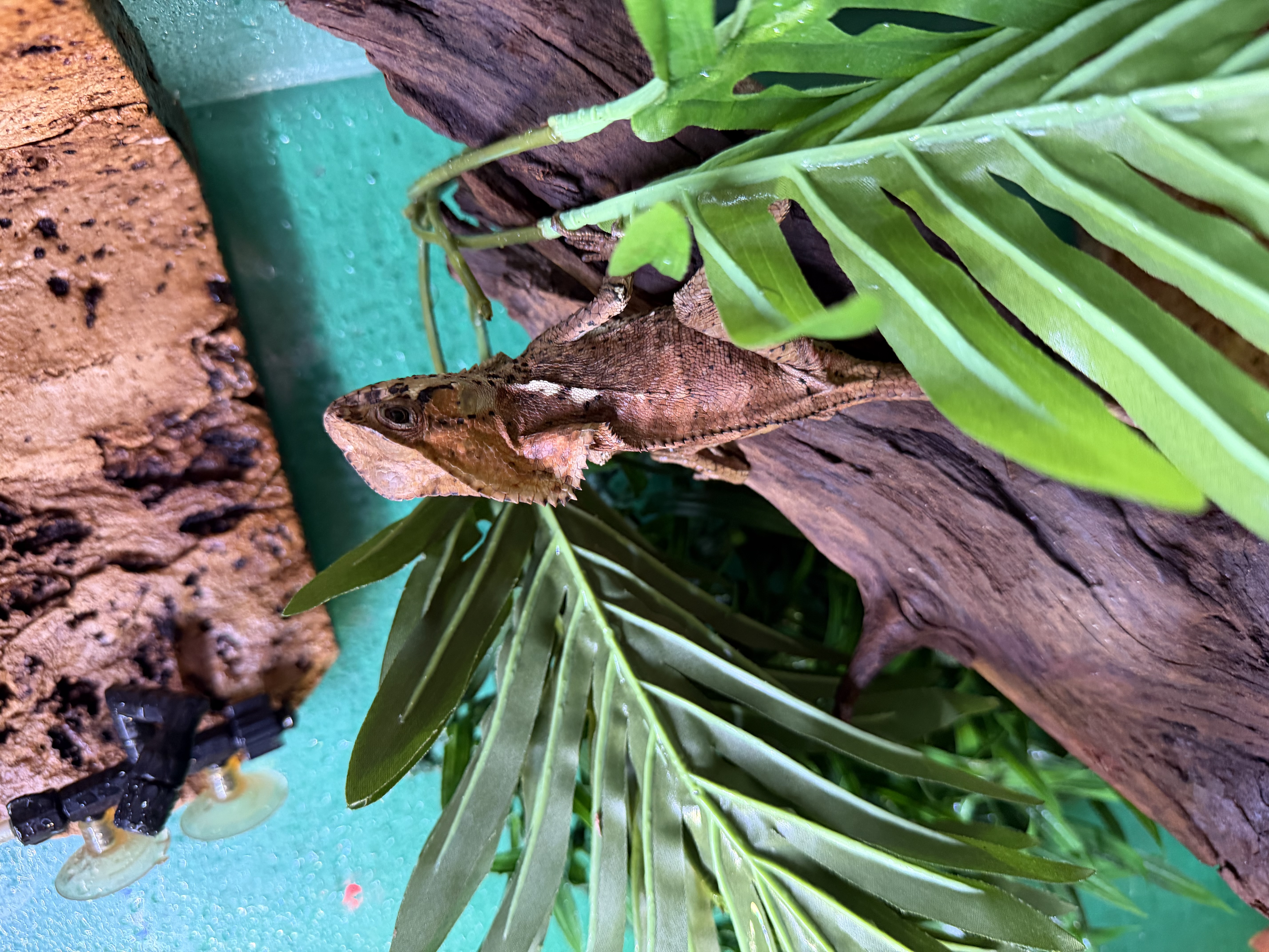 Lézards