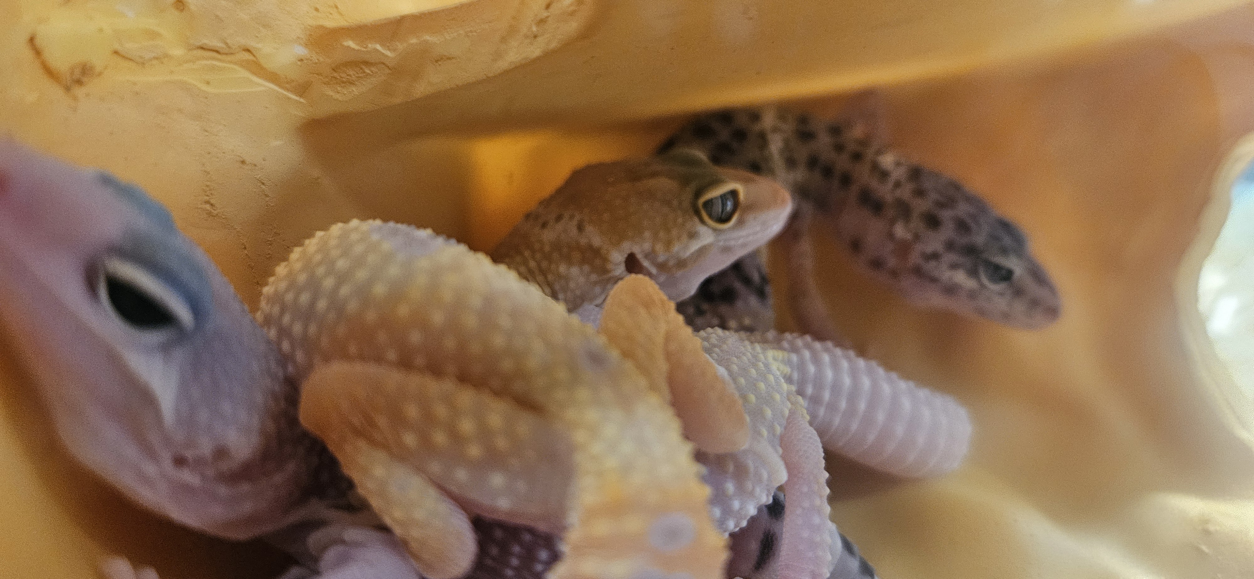 Gecko