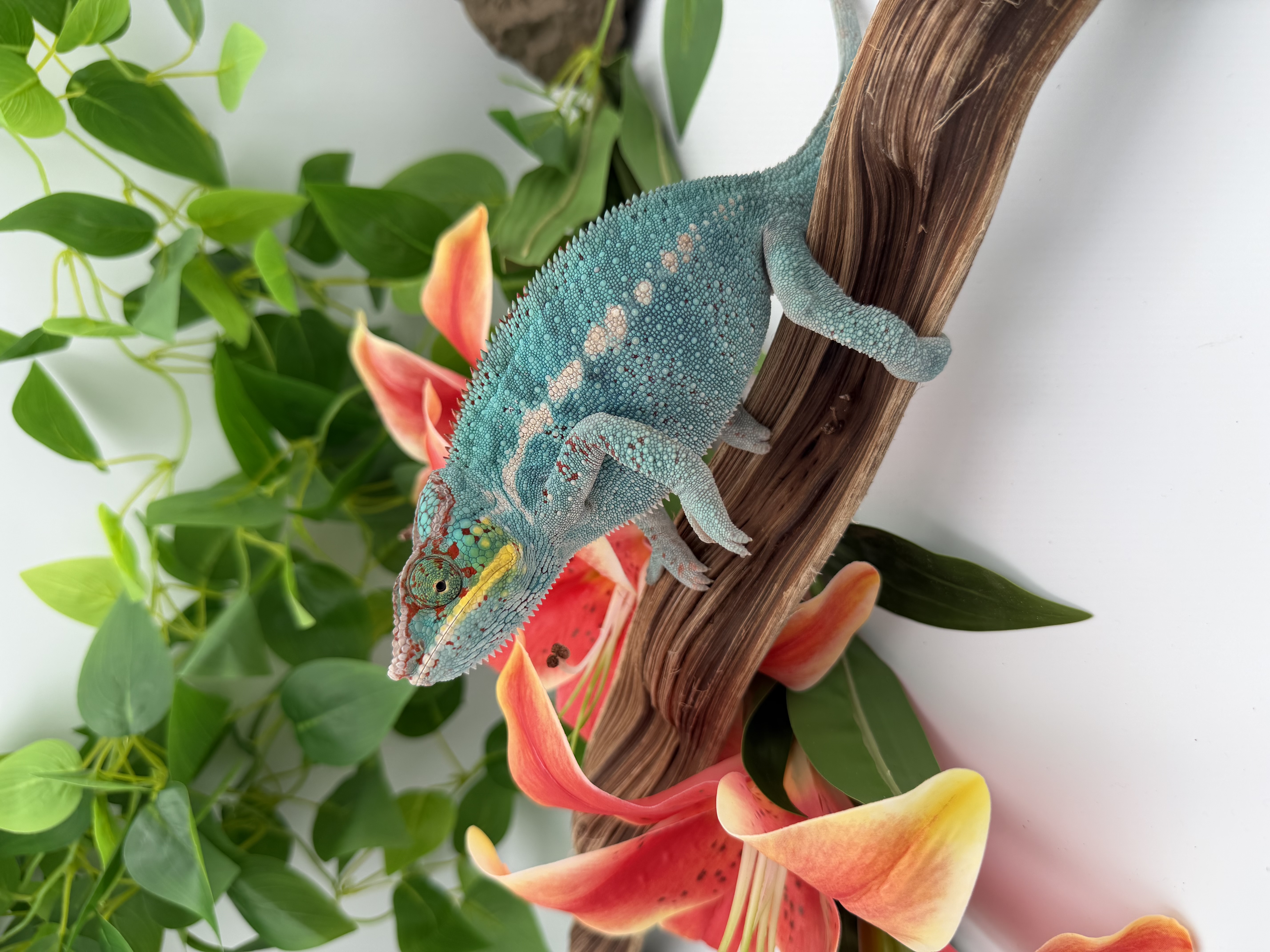 Caméléon