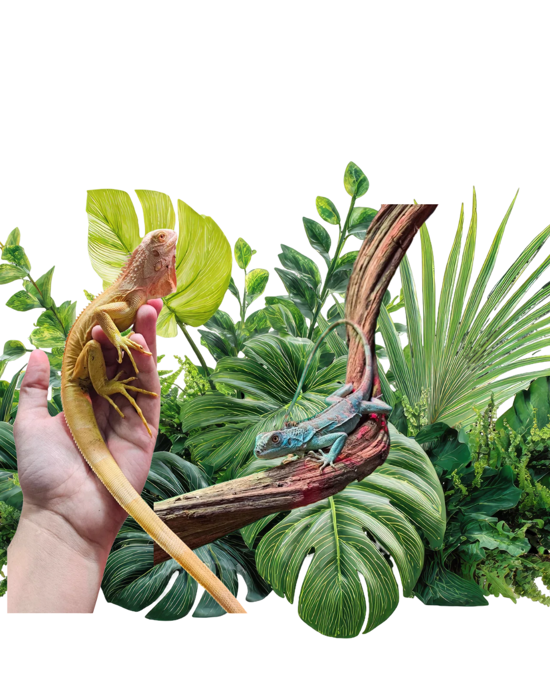 Iguane