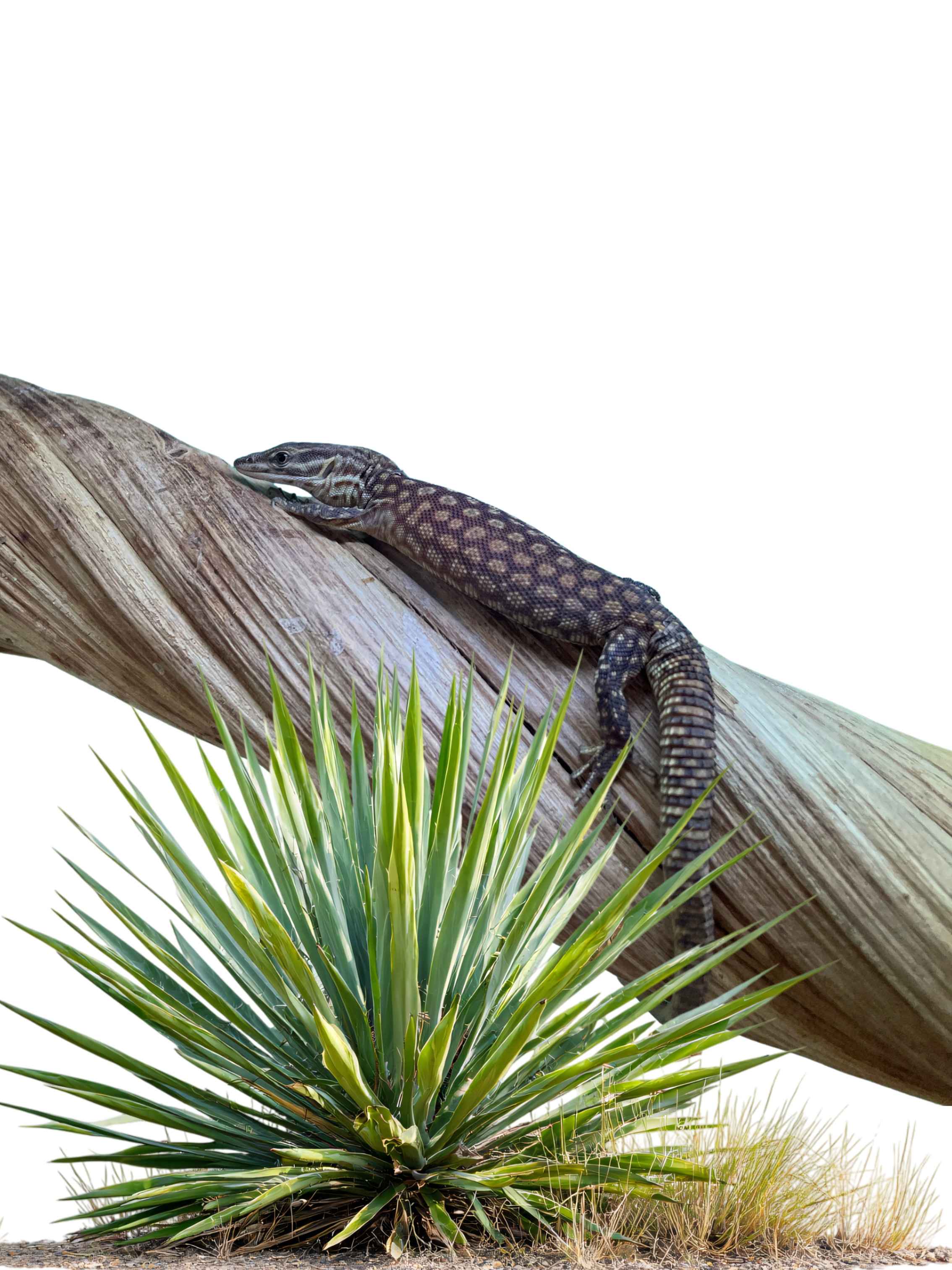 Varan