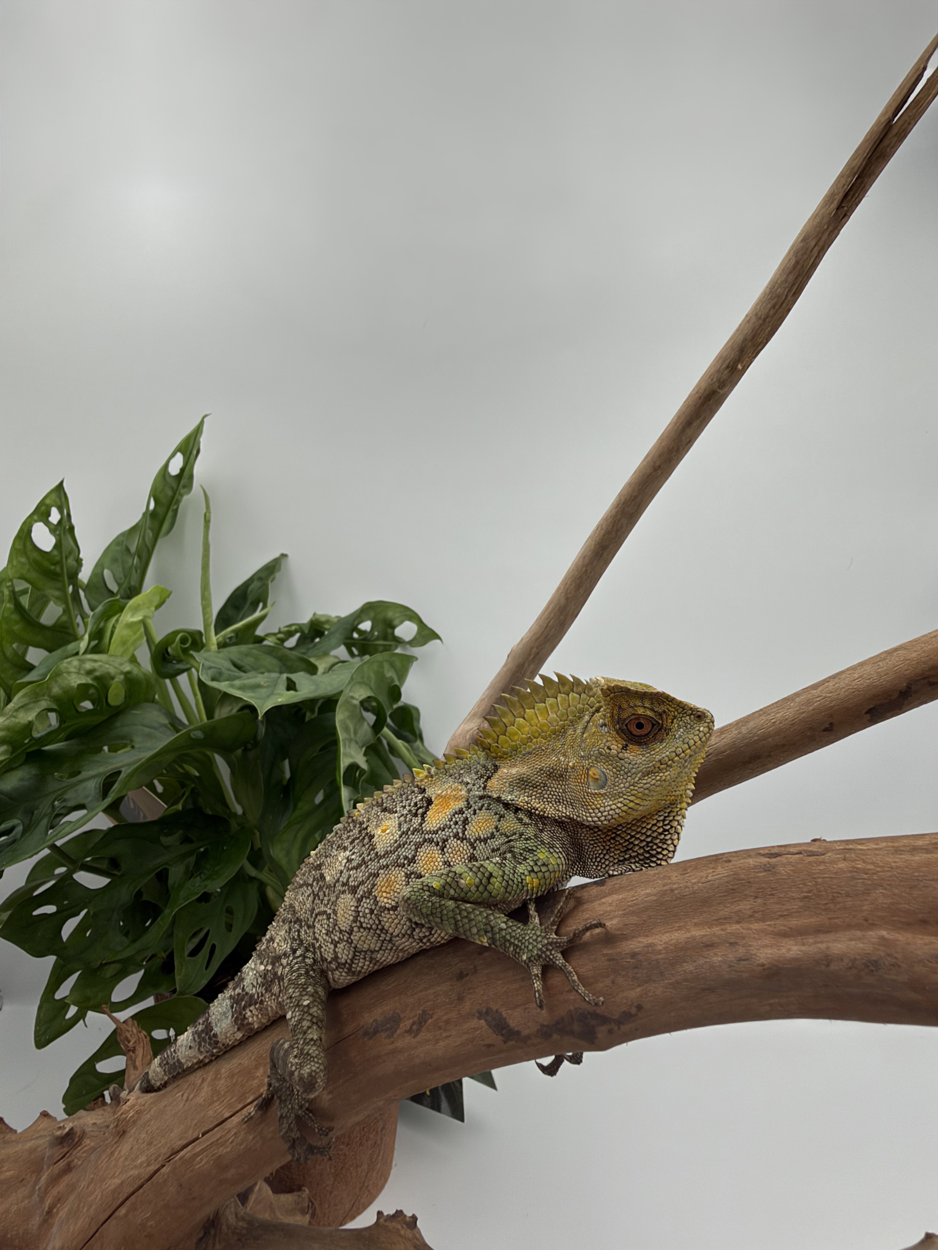 Gonocephalus chamaeleontinus