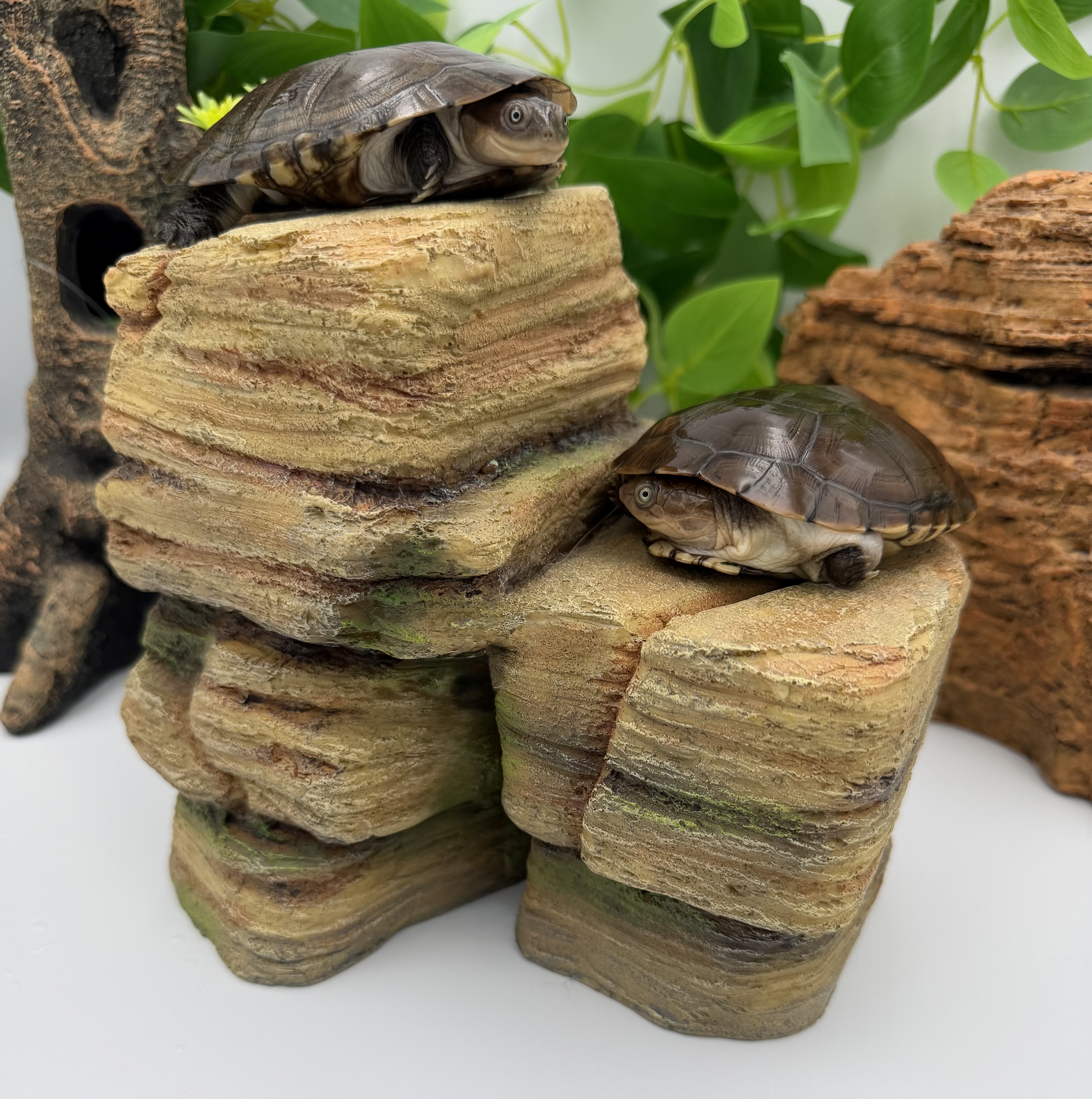 Tortues aquatiques