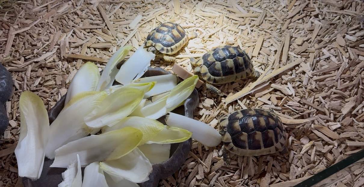 Tortues terrestres
