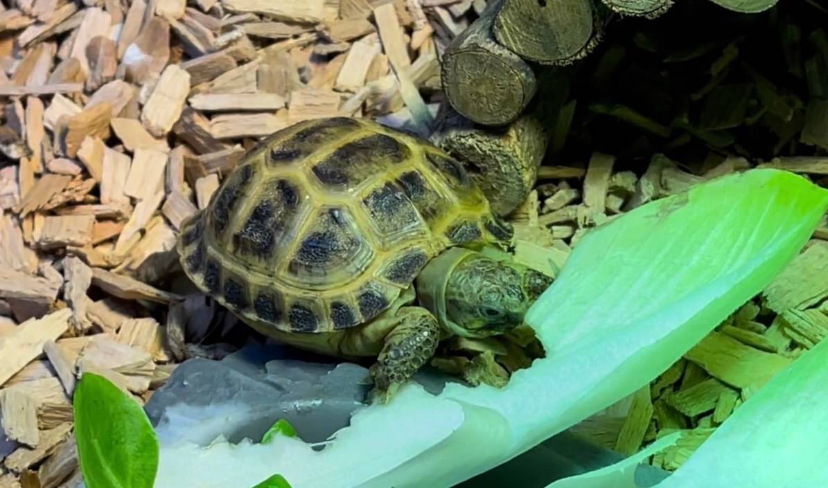 Tortues