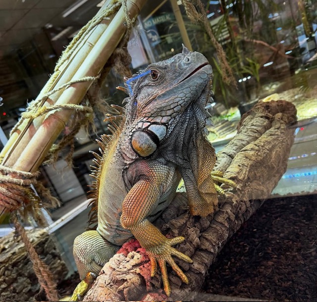 Iguana iguana