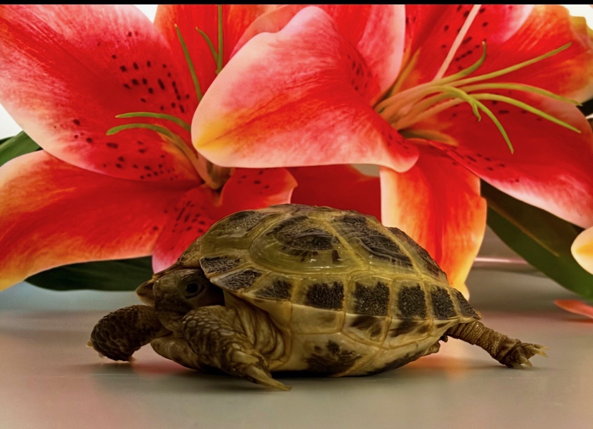 Testudo Horsfieldii